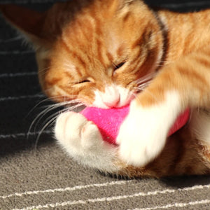 Soft plush catnip chew toy for cats and kittens