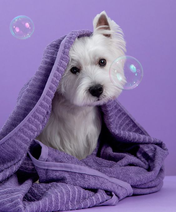 Dog Grooming Tools