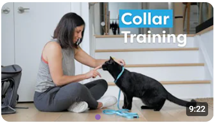 Collar Train Your Cat