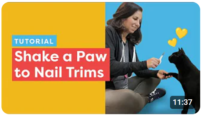 Help your cat be more cooperative with paw handling for nail trims