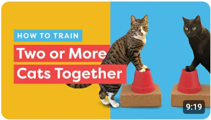 How to train two (or more) cats together
