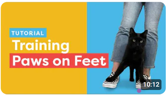 Teach Your Cat The Paws On Feet Trick