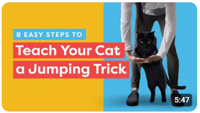 Train Your Cat to Leap Through an Arm Hoop! - 8 Steps to Master this Trick