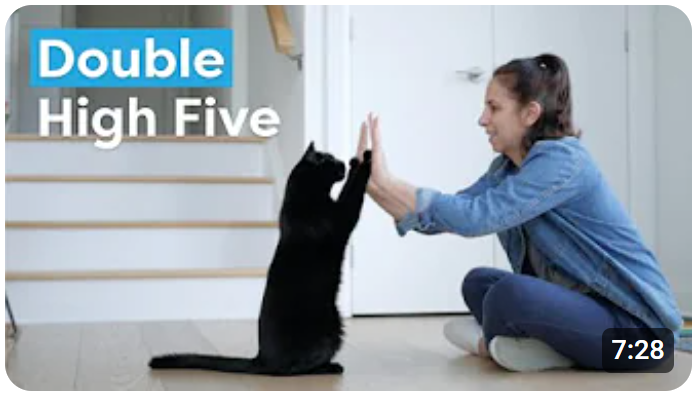 Train your cat to high five (both paws)