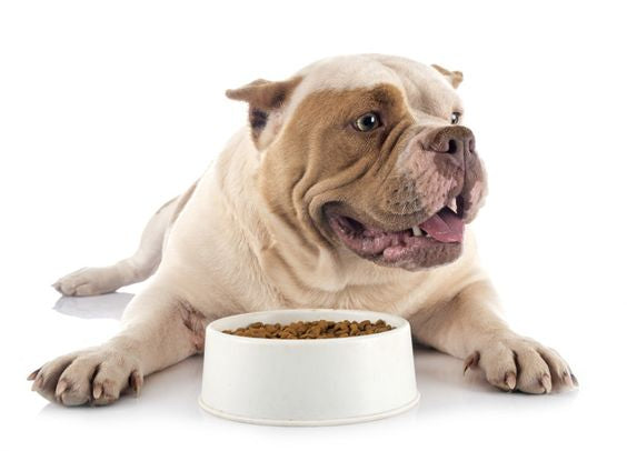 Your comprehensive guide to choosing dog food