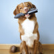 dog-grooming cat-grooming