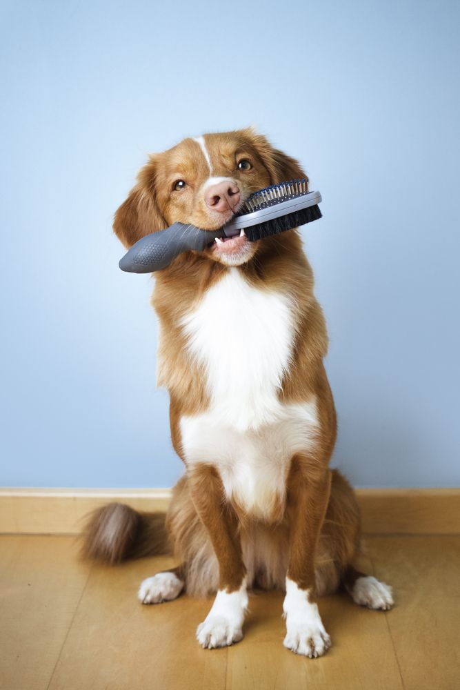 dog-grooming cat-grooming