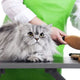 Grooming