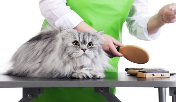 Grooming