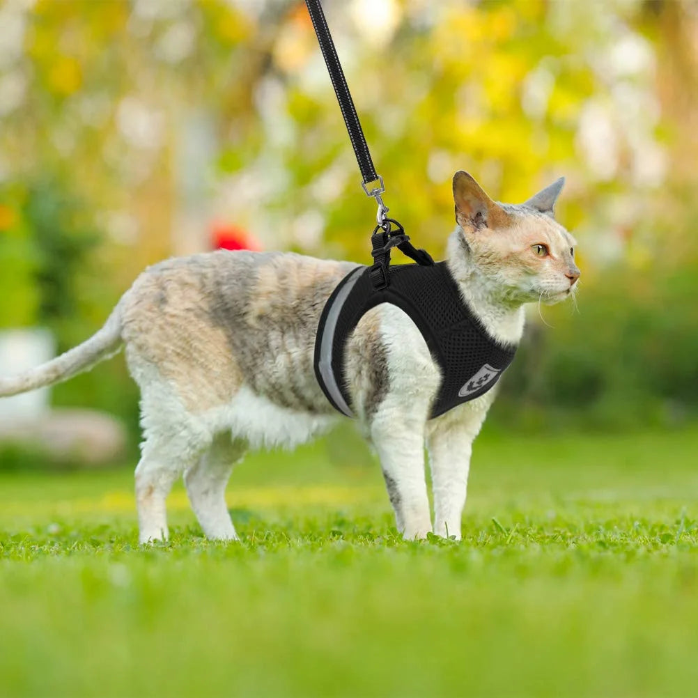 SafeWalk Cat Harness - GoPoofy