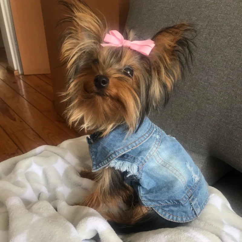 CoolPaws Denim Shirt: Summer Dog Outfit - GoPoofy
