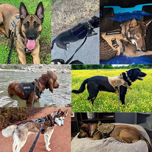 Adjustable training harness and leash set for medium to large dogs
