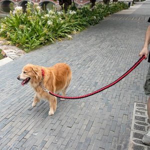 Braided nylon rope leash for medium to large dogs