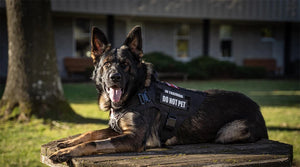 Adjustable training harness and leash set for medium to large dogs