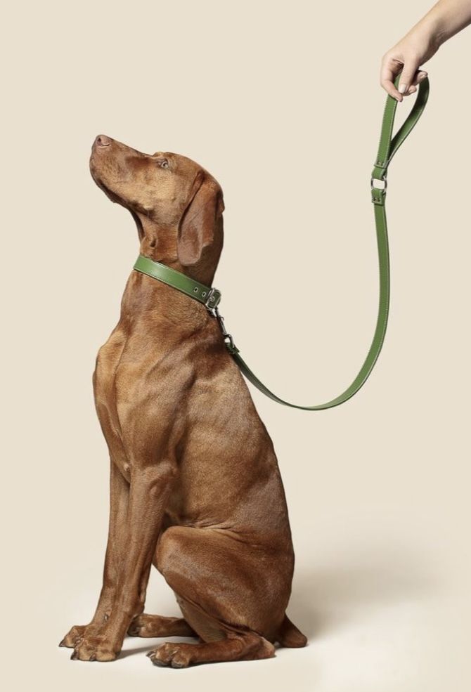 Brown dog sitting on a beige background with a green leash held by a hand.